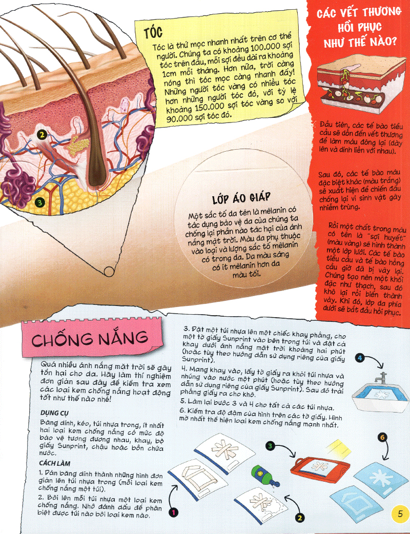 tìm hiểu về: cơ thể người - Ảnh 5