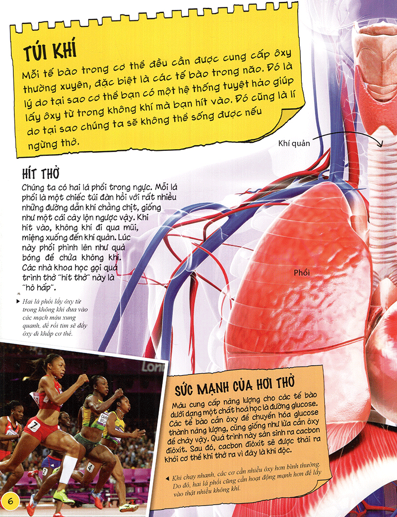 tìm hiểu về: cơ thể người - Ảnh 6