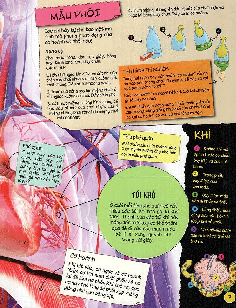 tìm hiểu về: cơ thể người - Ảnh 7