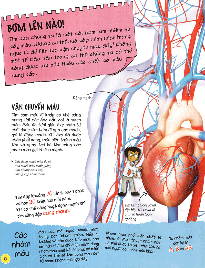 tìm hiểu về: cơ thể người - Ảnh 8