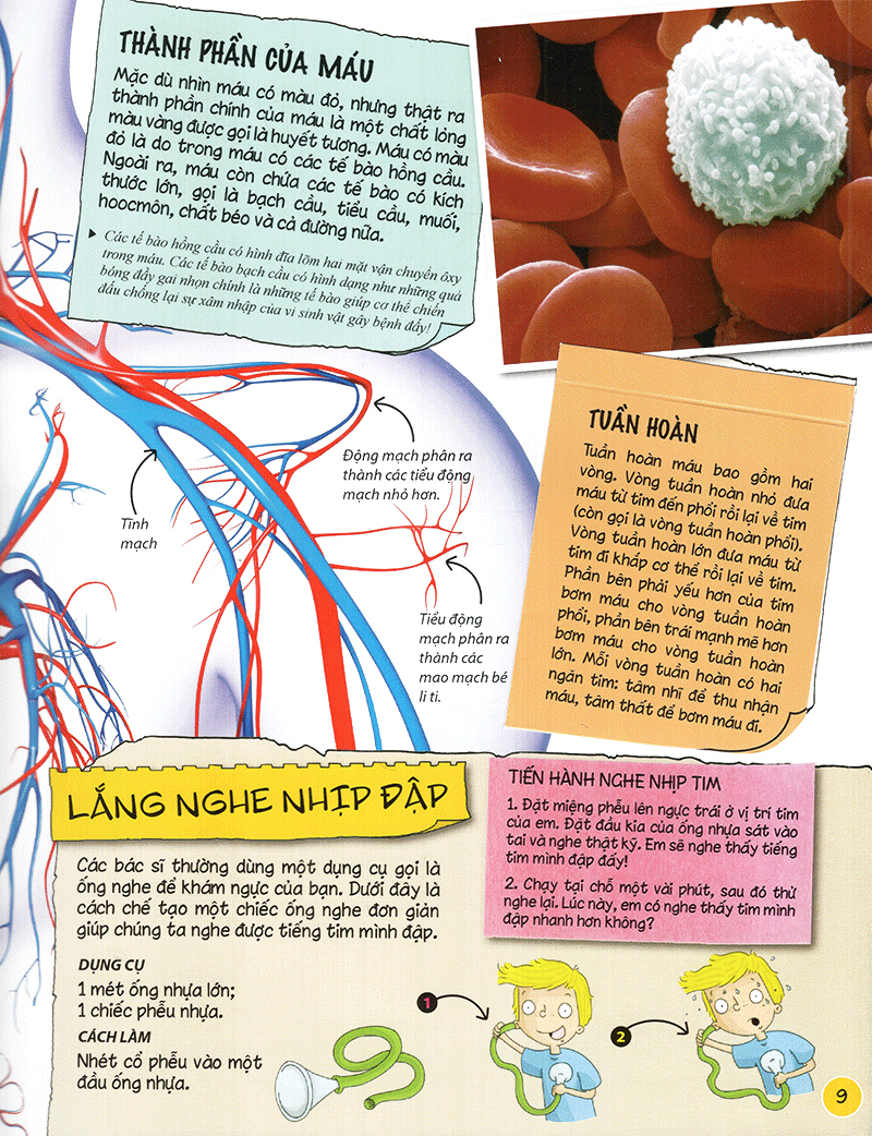 tìm hiểu về: cơ thể người - Ảnh 9