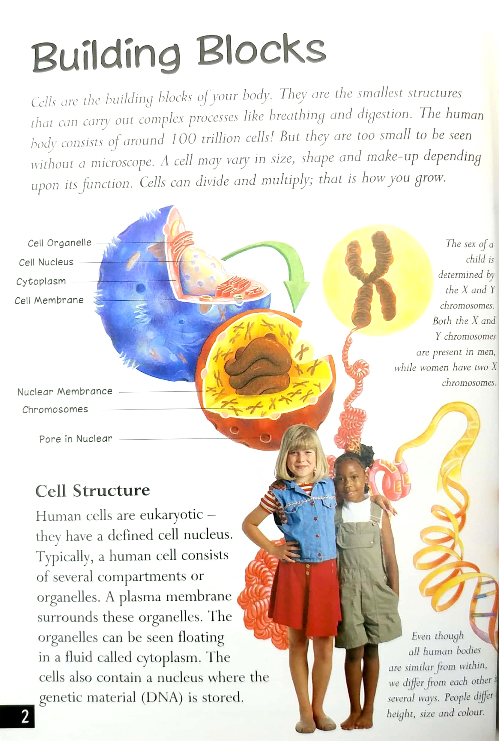 tin set - discover the human body - Ảnh 7