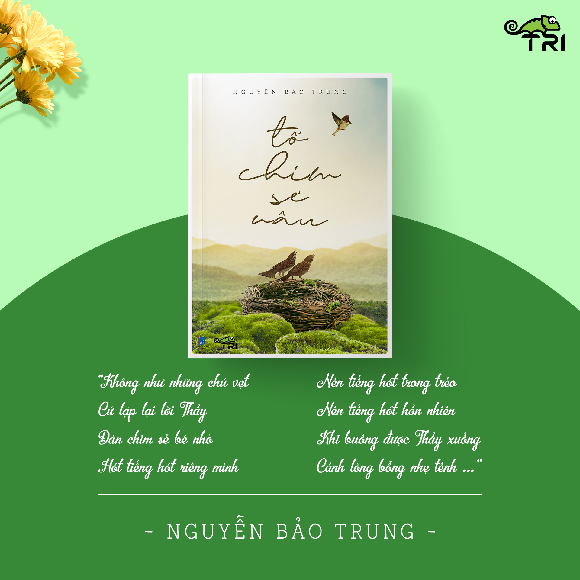 tổ chim sẻ nâu - Ảnh 6