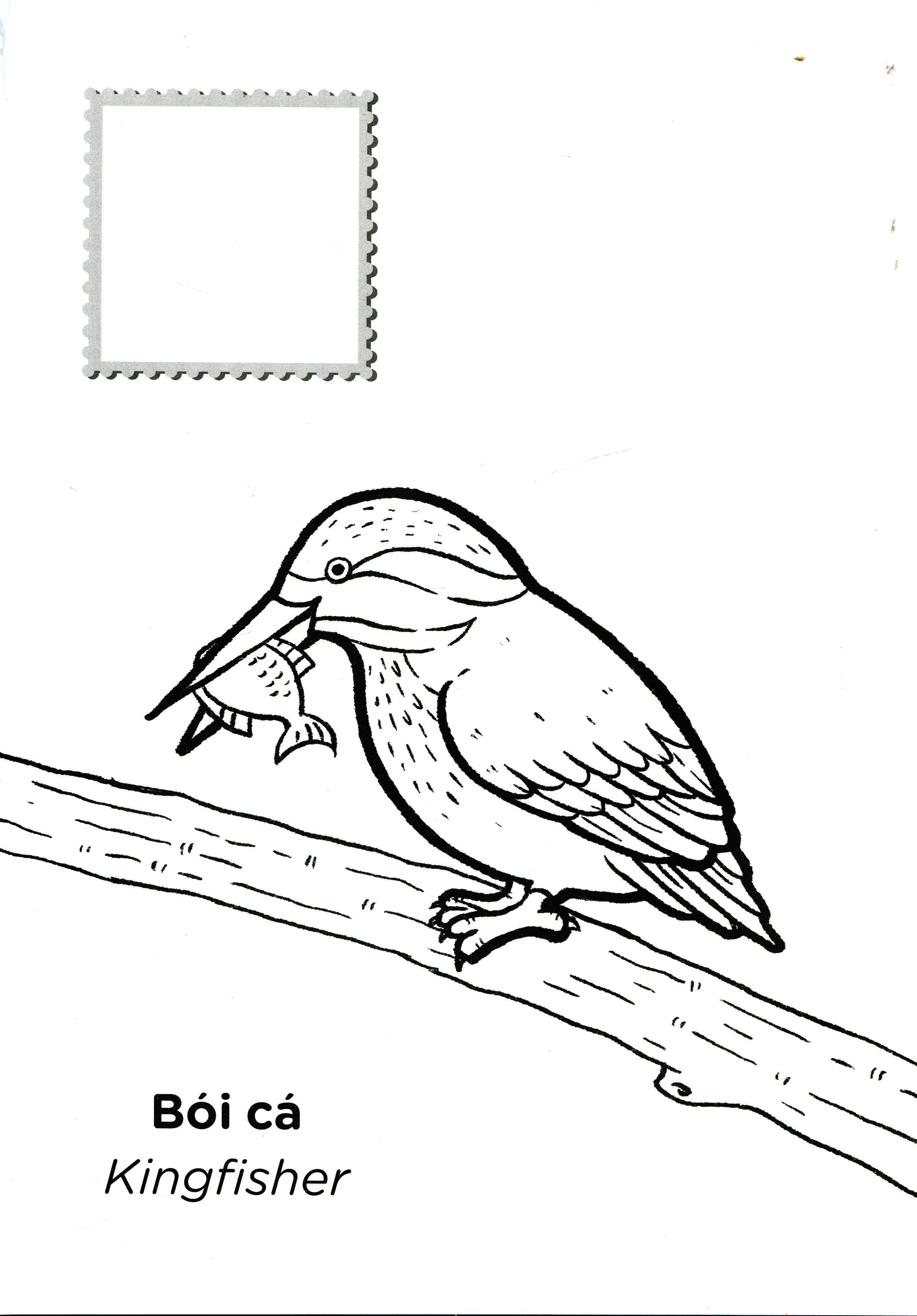 tớ là họa sĩ - các loài chim (tái bản 2020) - Ảnh 4