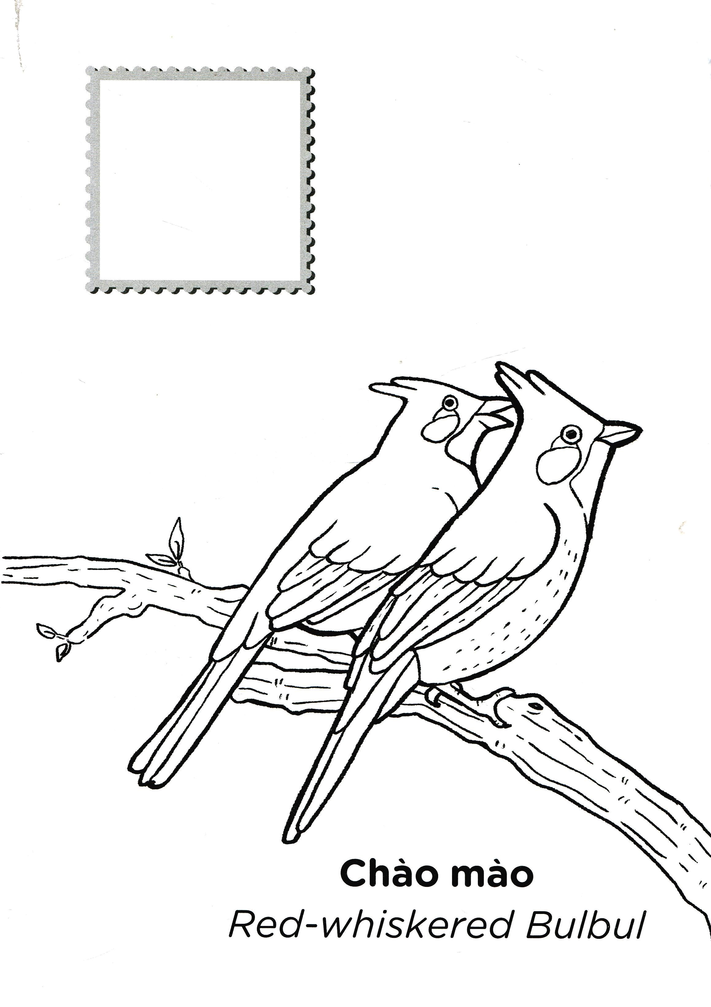 tớ là họa sĩ - các loài chim (tái bản 2020) - Ảnh 5