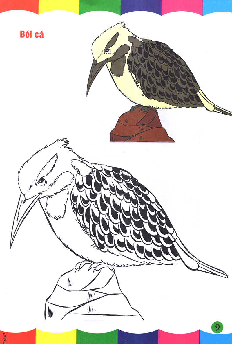 tô màu thật thú vị - các loài chim - Ảnh 10