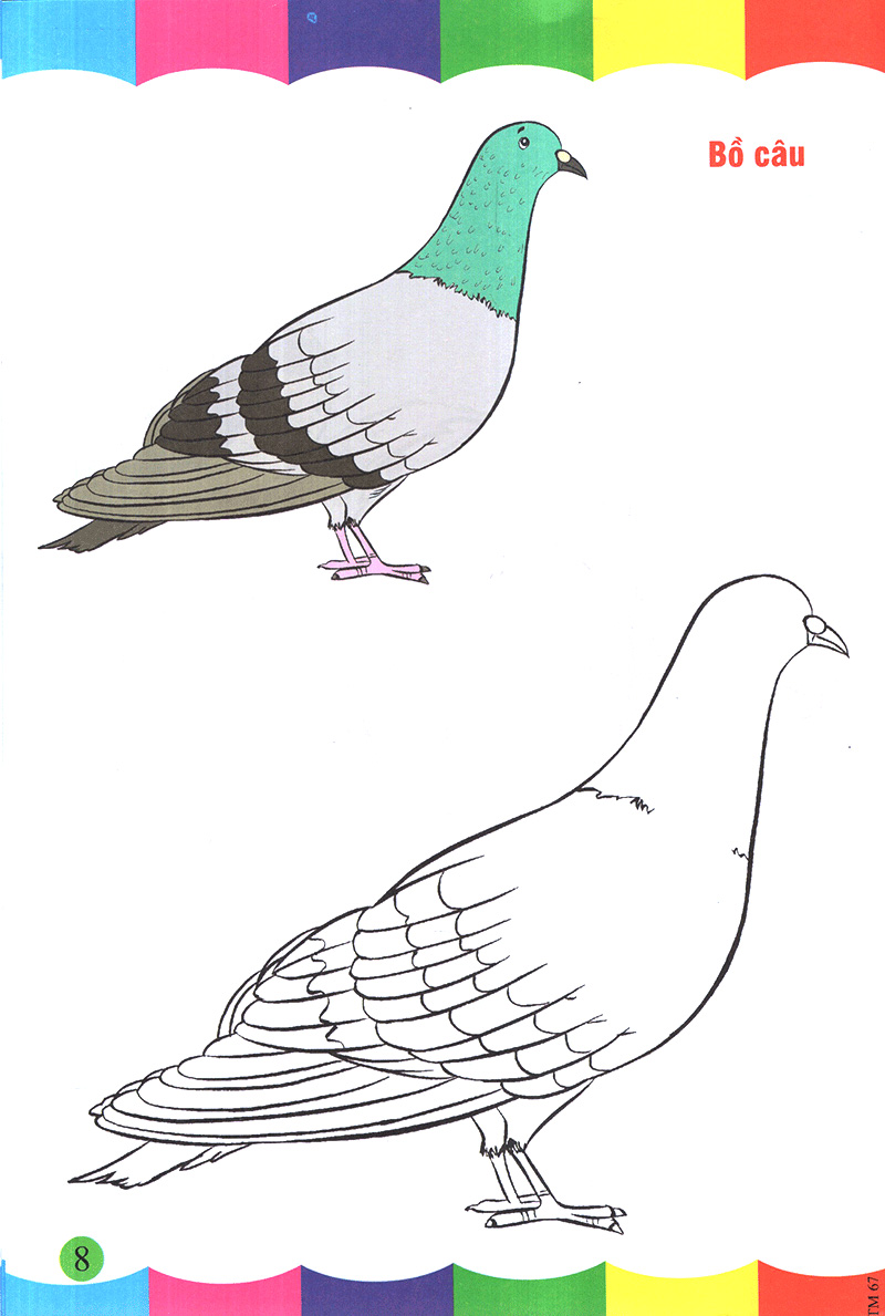 tô màu thật thú vị - các loài chim - Ảnh 9