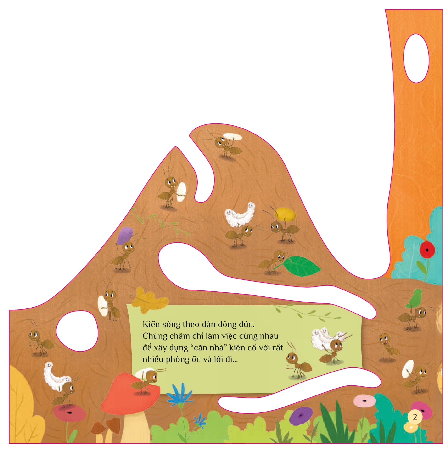 tò mò muốn biết… trong tổ kiến - Ảnh 2