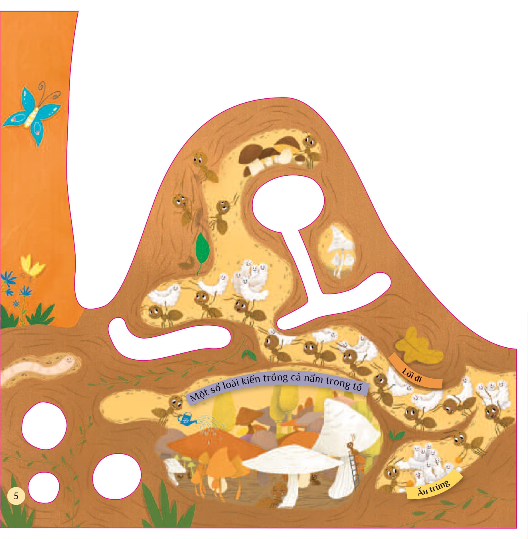 tò mò muốn biết… trong tổ kiến - Ảnh 5