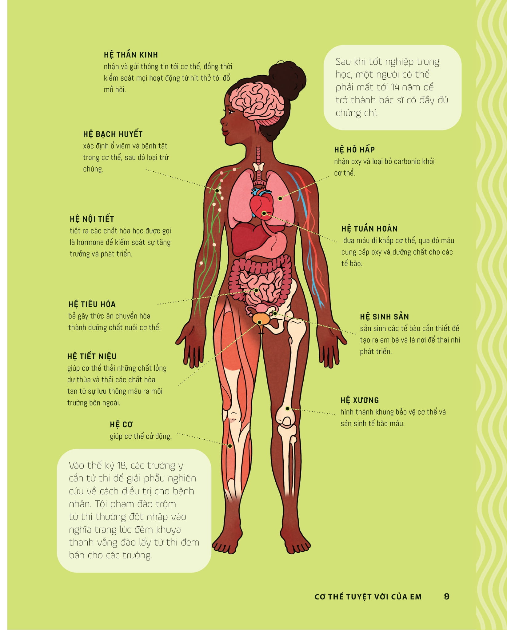 tớ muốn biết tuốt - giải phẫu cơ thể người - Ảnh 4