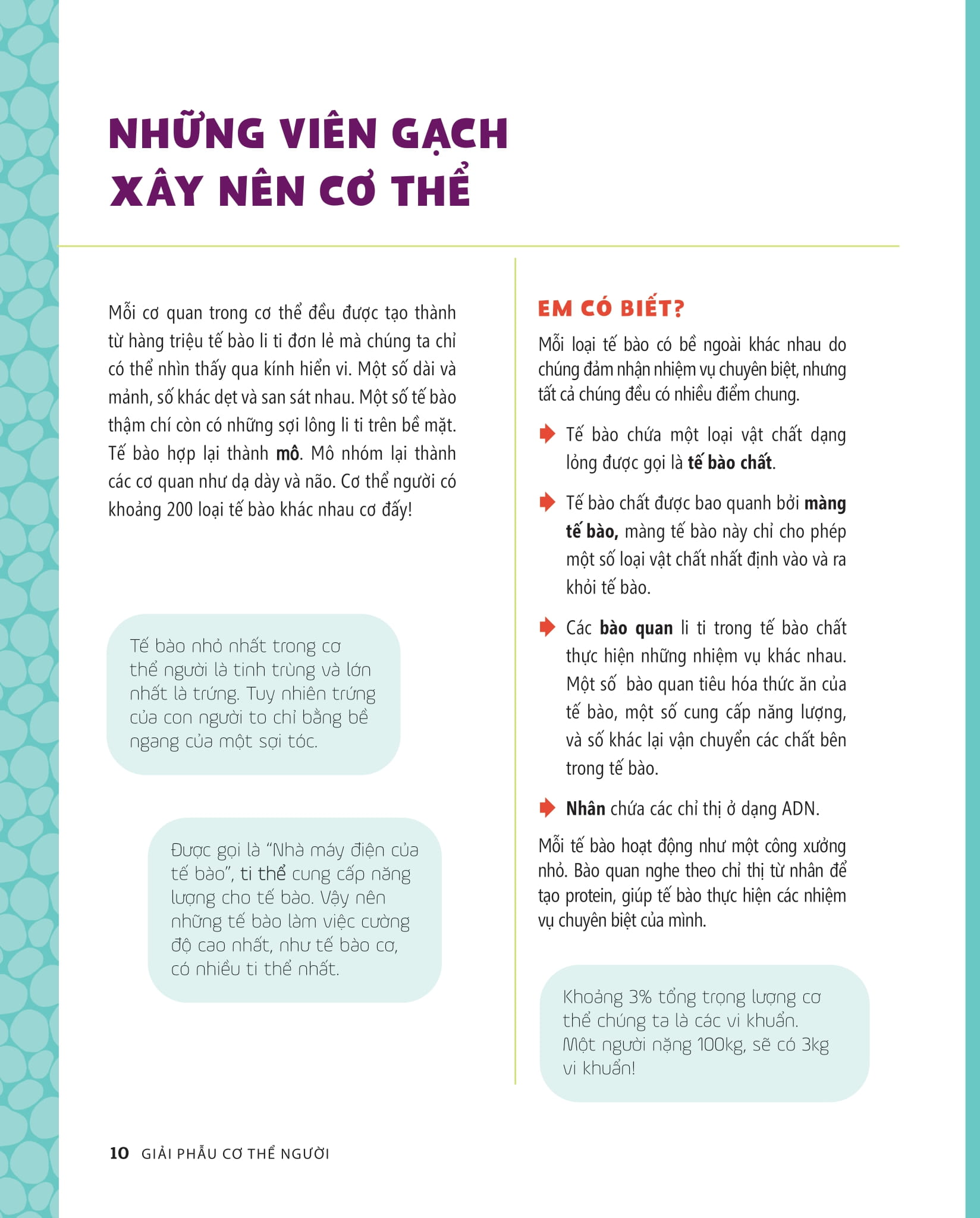 tớ muốn biết tuốt - giải phẫu cơ thể người - Ảnh 6