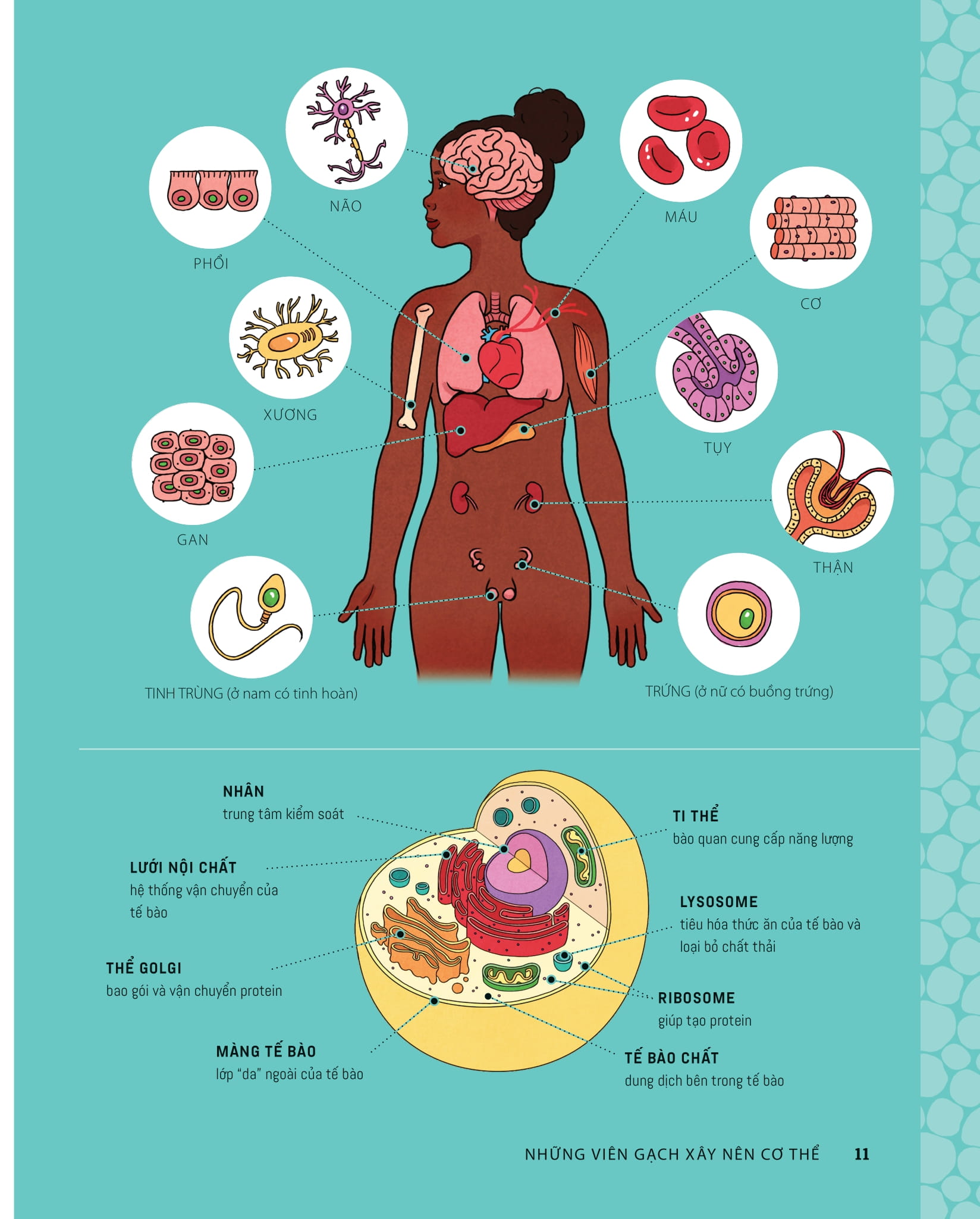 tớ muốn biết tuốt - giải phẫu cơ thể người - Ảnh 8