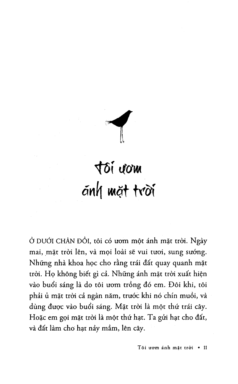 tôi ươm ánh mặt trời - Ảnh 4