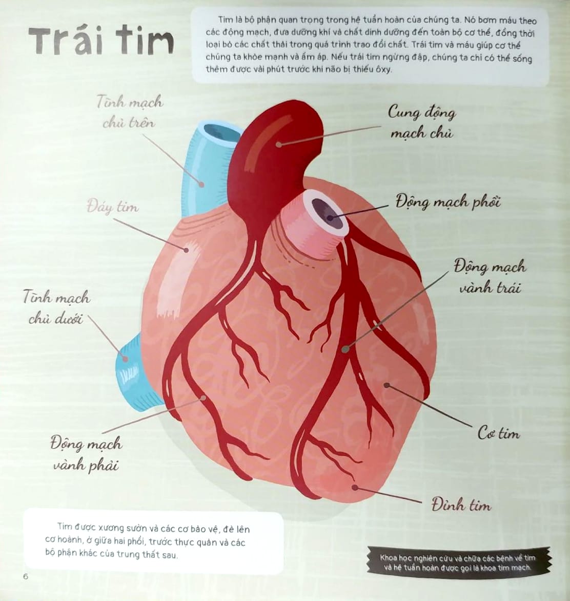 trái tim và hơn thế nữa - dưới góc nhìn sinh học và văn hóa, kèm theo các trò chơi và thực hành thú vị - Ảnh 4
