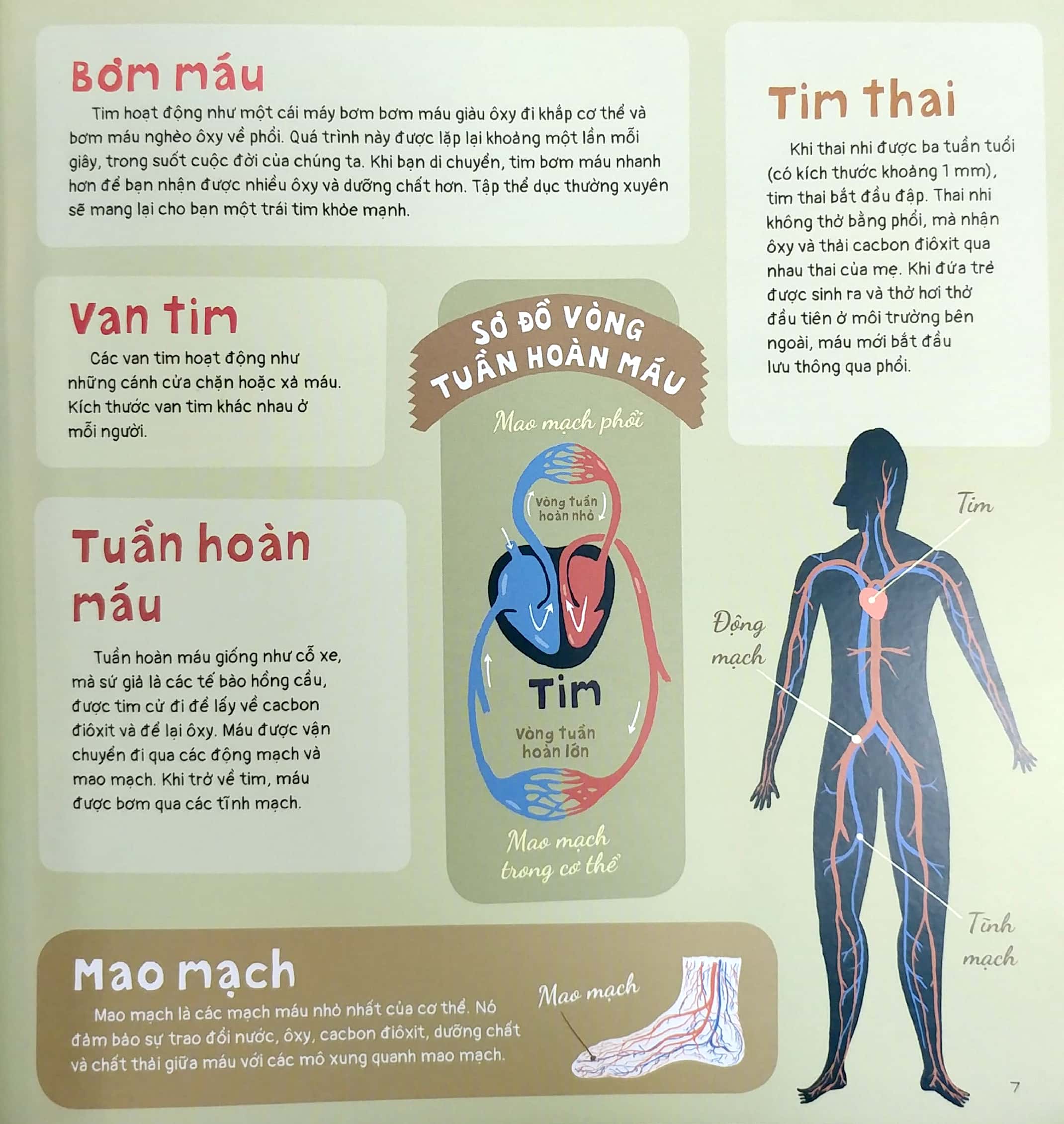 trái tim và hơn thế nữa - dưới góc nhìn sinh học và văn hóa, kèm theo các trò chơi và thực hành thú vị - Ảnh 5