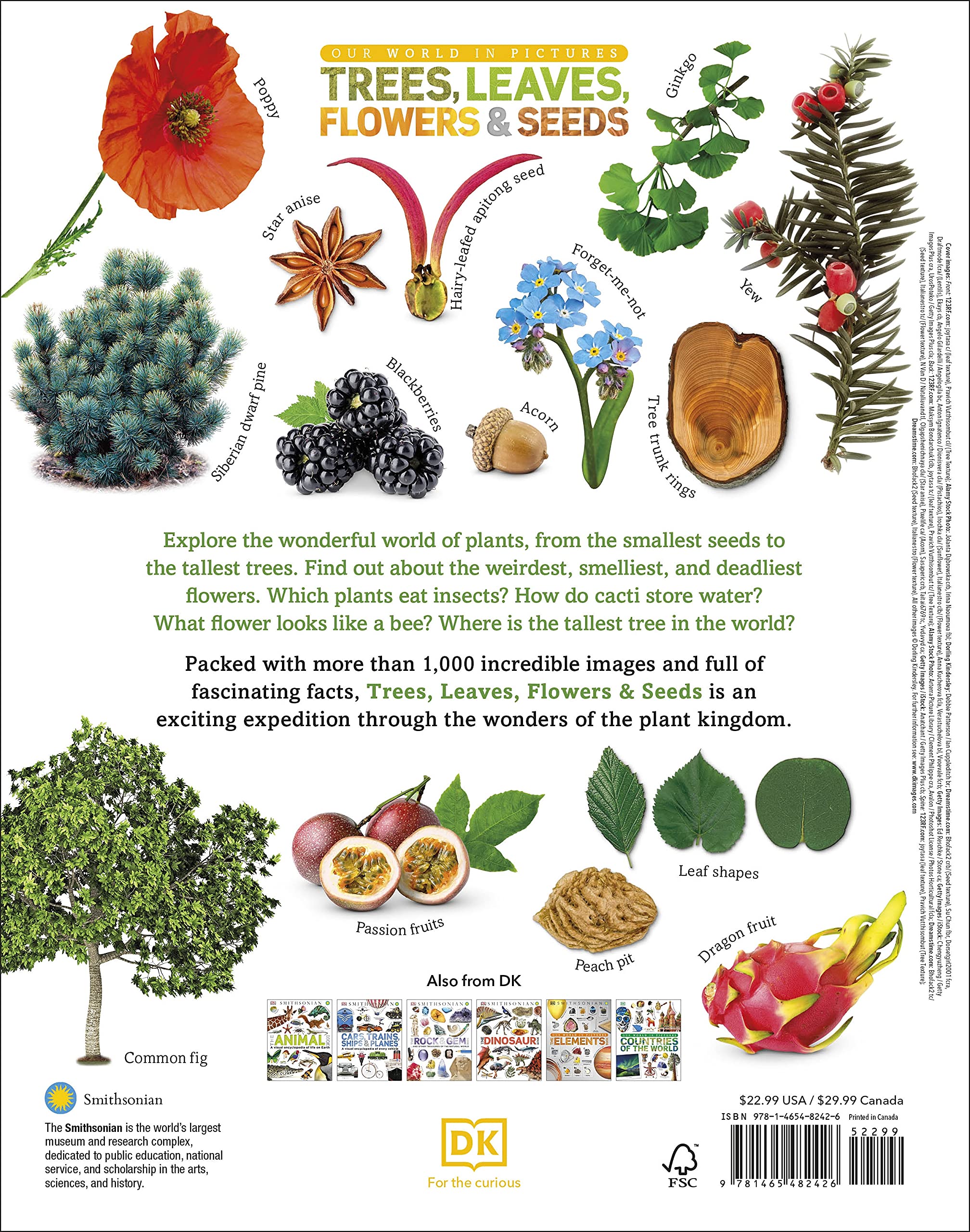 Trees, Leaves, Flowers And Seeds: A Visual Encyclopedia Of The Plant Kingdom - Ảnh 11