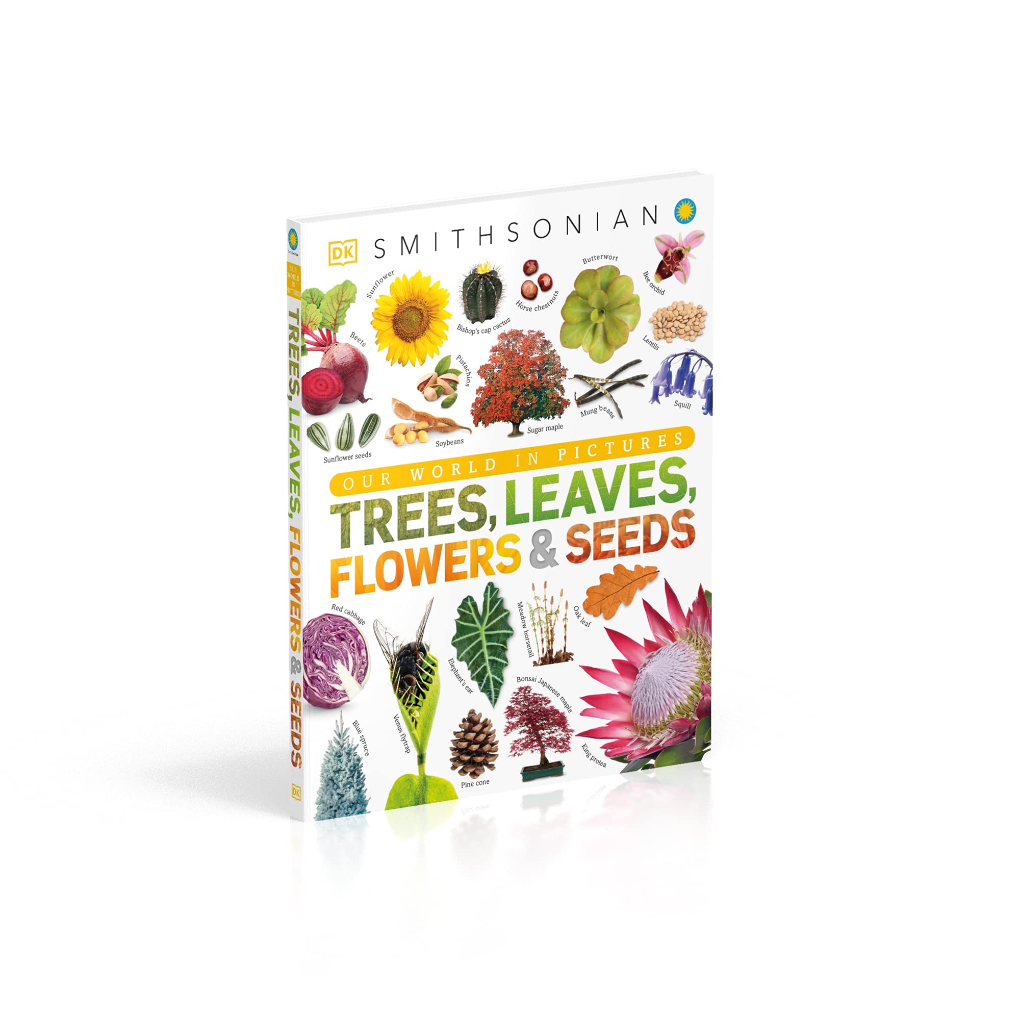 Trees, Leaves, Flowers And Seeds: A Visual Encyclopedia Of The Plant Kingdom - Ảnh 12