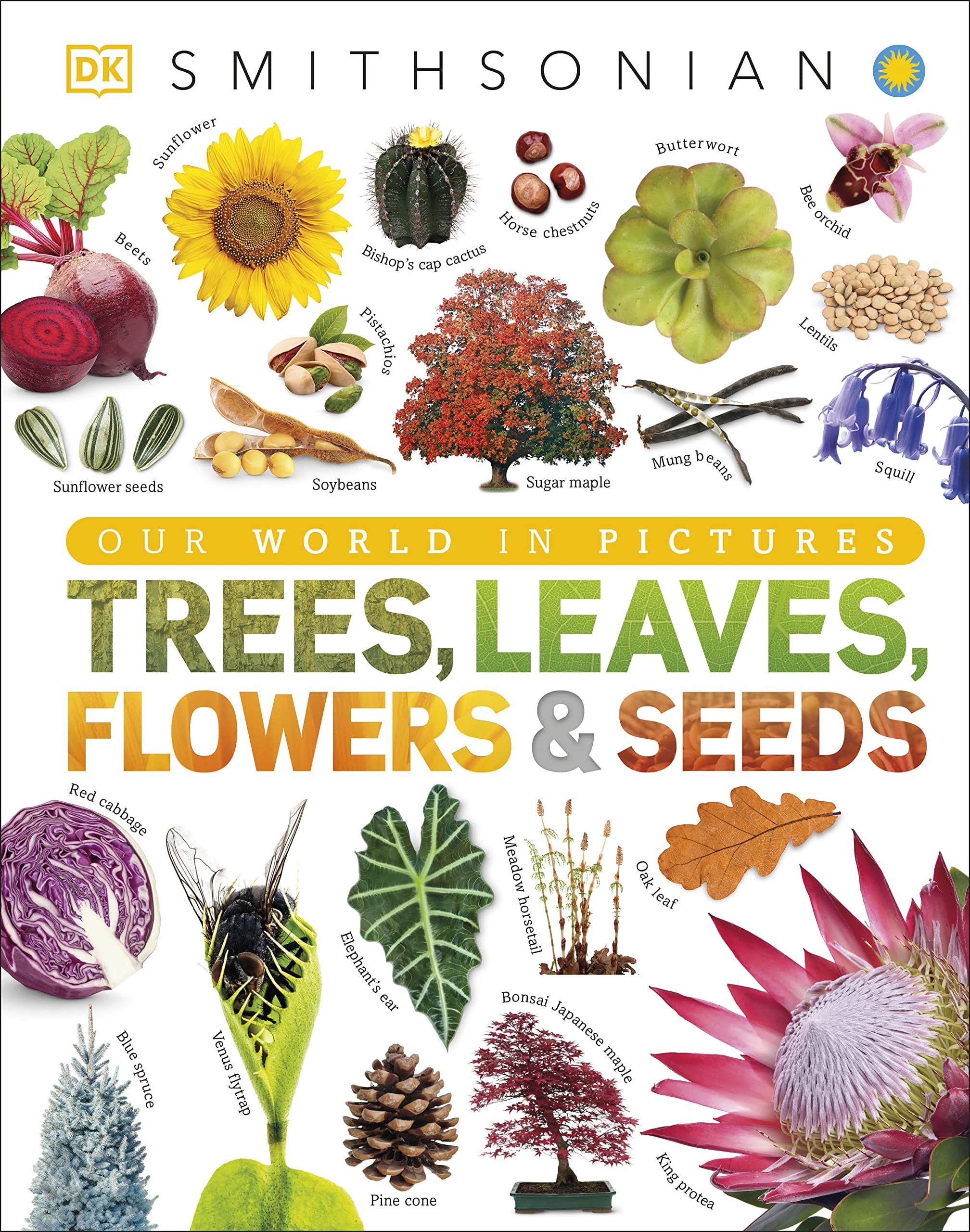 Trees, Leaves, Flowers And Seeds: A Visual Encyclopedia Of The Plant Kingdom - Ảnh 2