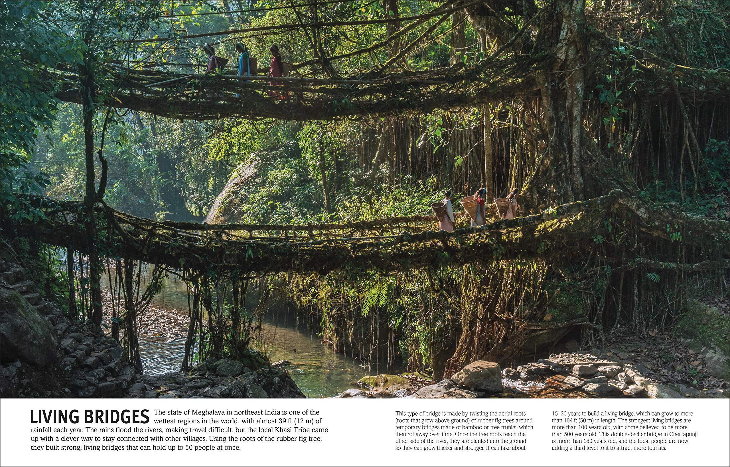 Trees, Leaves, Flowers And Seeds: A Visual Encyclopedia Of The Plant Kingdom - Ảnh 3