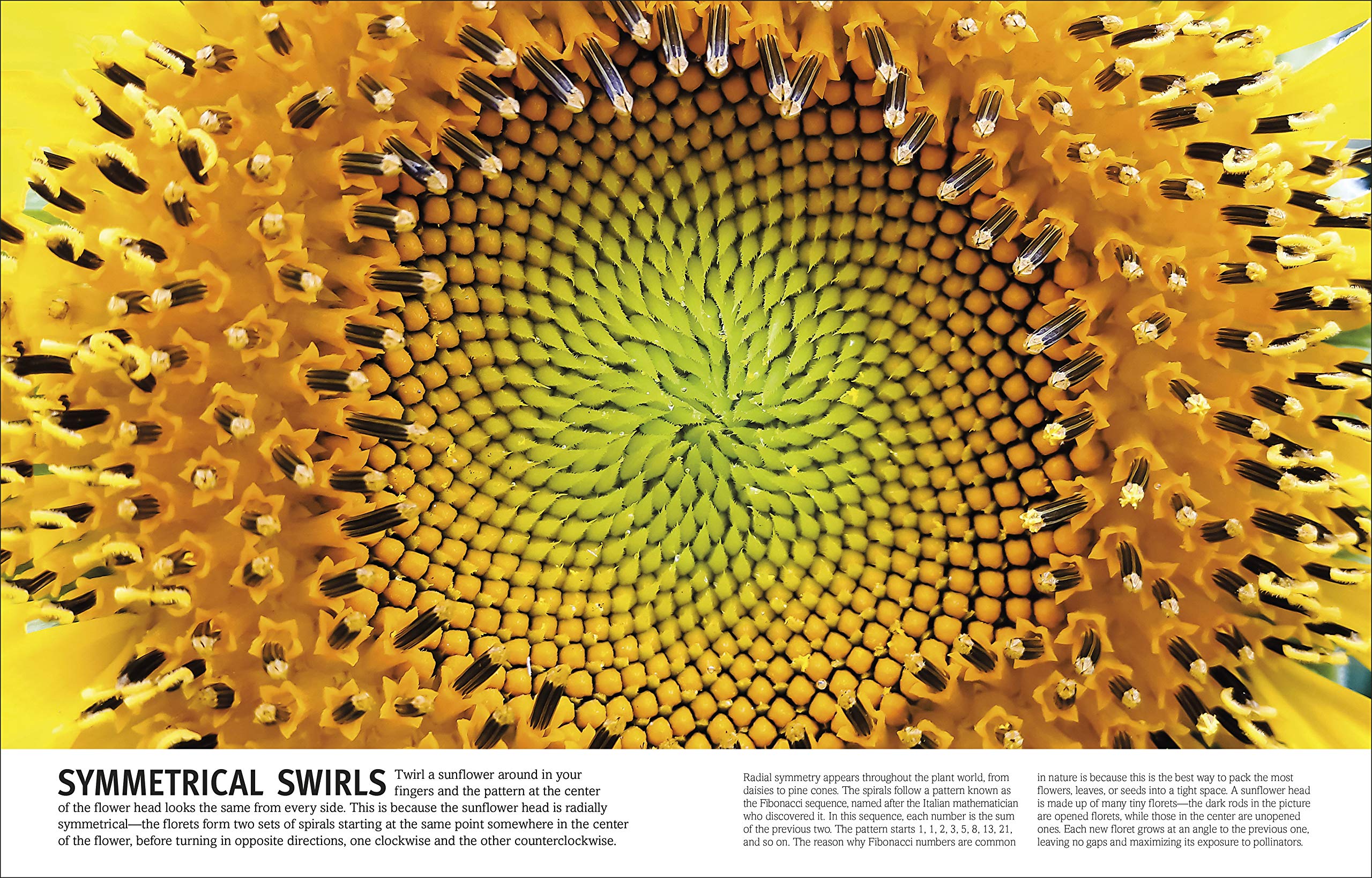 Trees, Leaves, Flowers And Seeds: A Visual Encyclopedia Of The Plant Kingdom - Ảnh 5