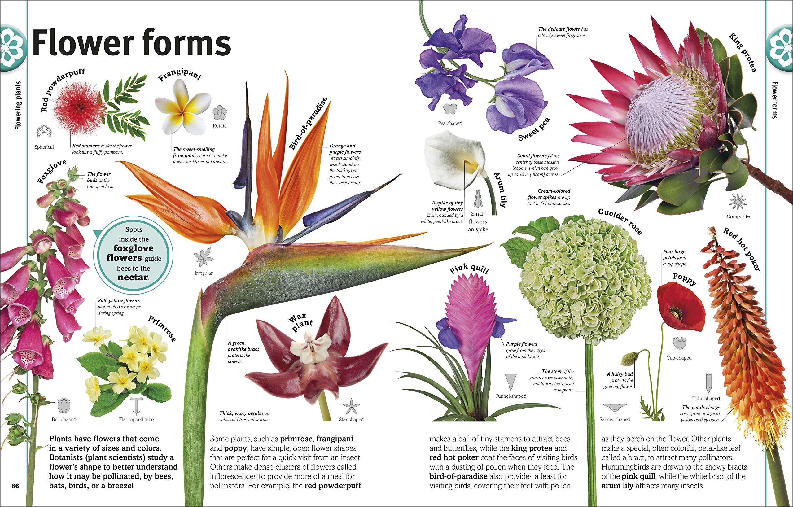 Trees, Leaves, Flowers And Seeds: A Visual Encyclopedia Of The Plant Kingdom - Ảnh 7