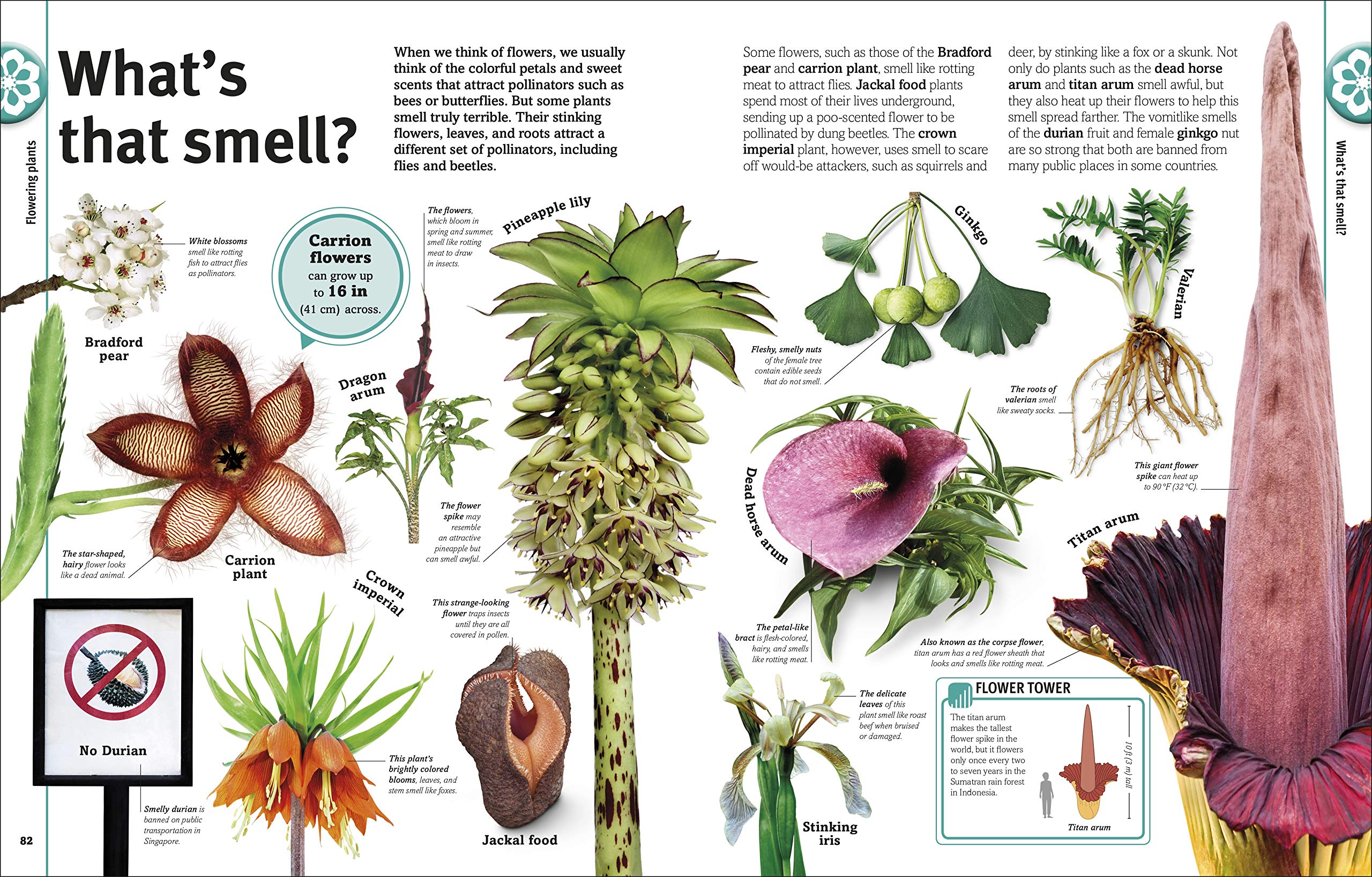 Trees, Leaves, Flowers And Seeds: A Visual Encyclopedia Of The Plant Kingdom - Ảnh 8
