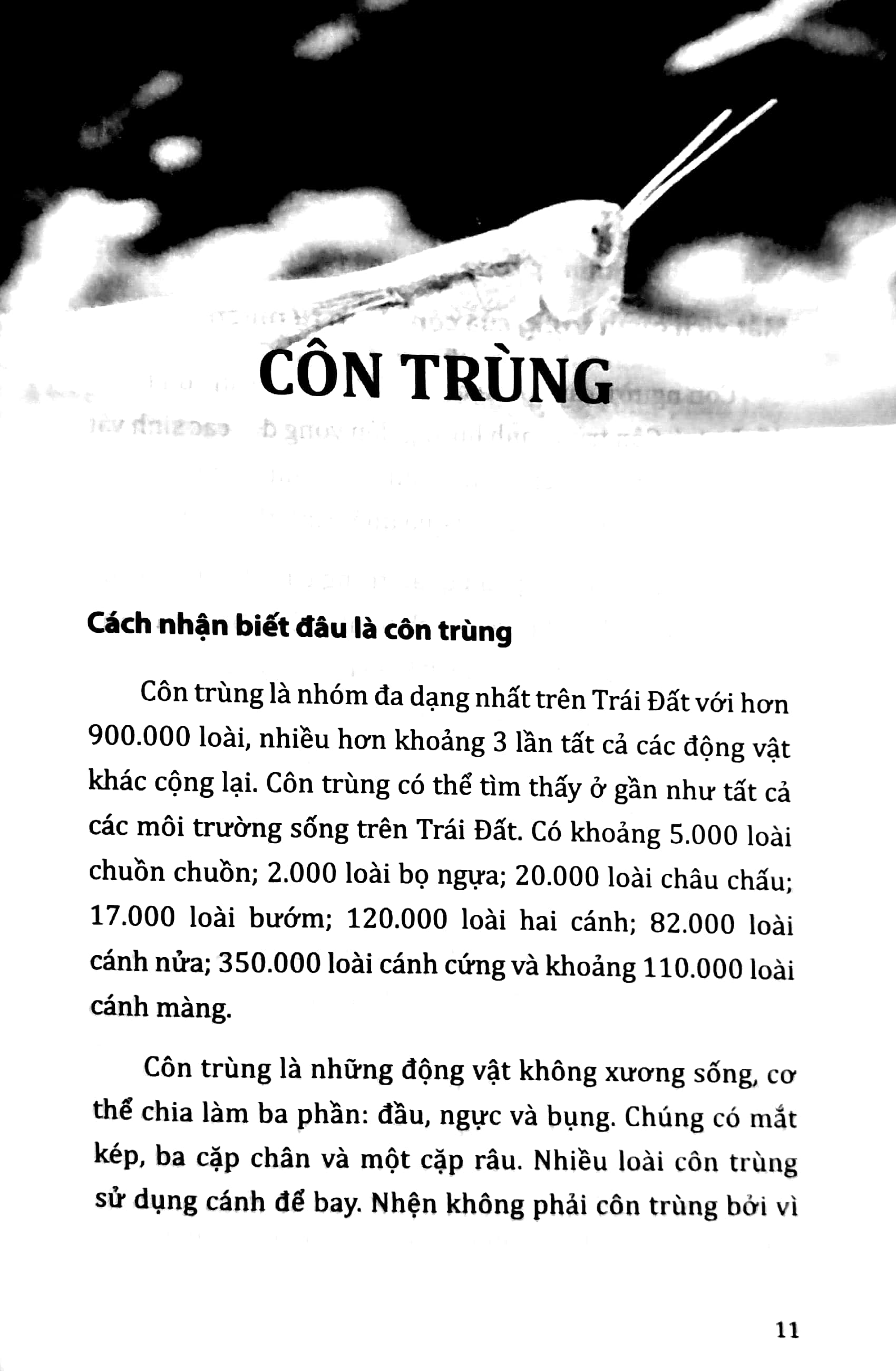 tri thức bách khoa - côn trùng, loài cá, động vật lưỡng cư - Ảnh 5