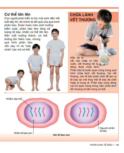 tri thức trong lòng bàn tay - bách khoa thiếu nhi: cơ thể người - Ảnh 10