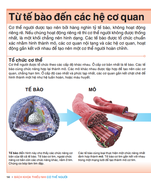 tri thức trong lòng bàn tay - bách khoa thiếu nhi: cơ thể người - Ảnh 11