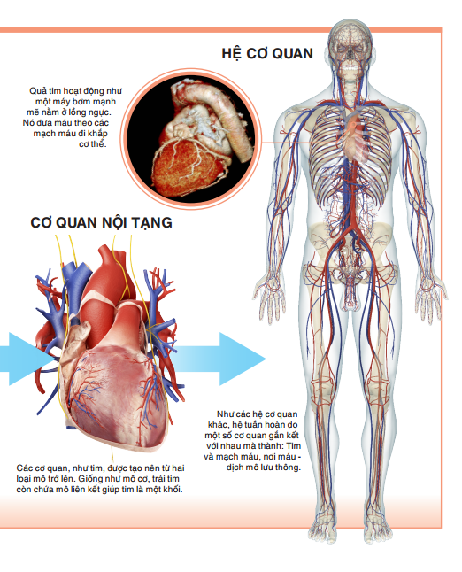 tri thức trong lòng bàn tay - bách khoa thiếu nhi: cơ thể người - Ảnh 12
