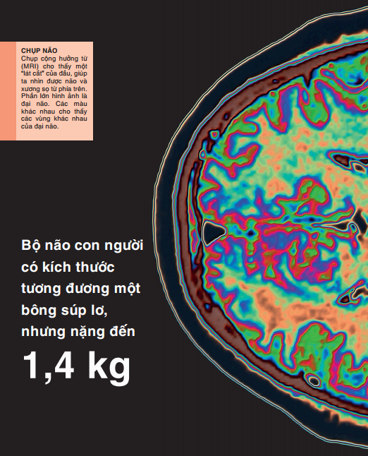 tri thức trong lòng bàn tay - bách khoa thiếu nhi: cơ thể người - Ảnh 14
