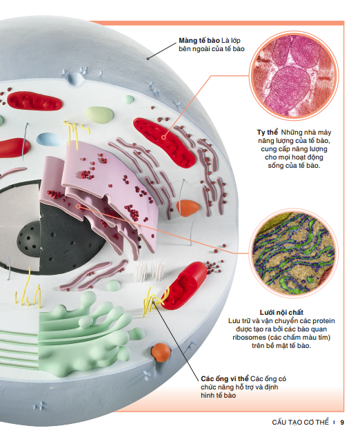 tri thức trong lòng bàn tay - bách khoa thiếu nhi: cơ thể người - Ảnh 6