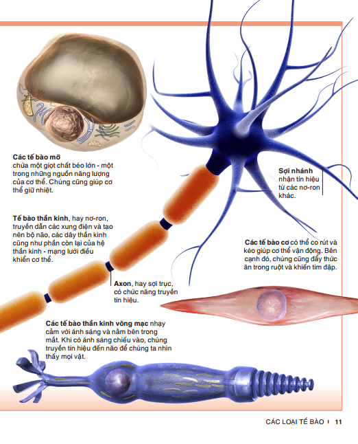 tri thức trong lòng bàn tay - bách khoa thiếu nhi: cơ thể người - Ảnh 8