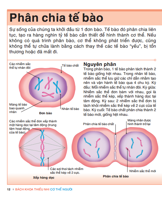 tri thức trong lòng bàn tay - bách khoa thiếu nhi: cơ thể người - Ảnh 9
