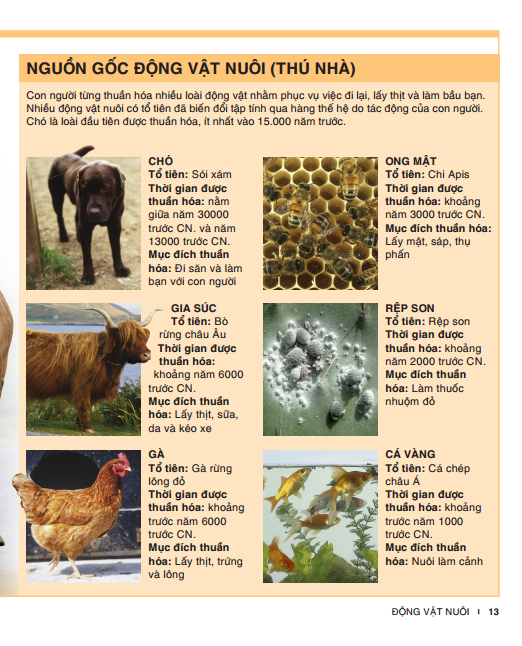 tri thức trong lòng bàn tay - bách khoa thiếu nhi - động vật (bìa cứng) (tái bản 2022) - Ảnh 11