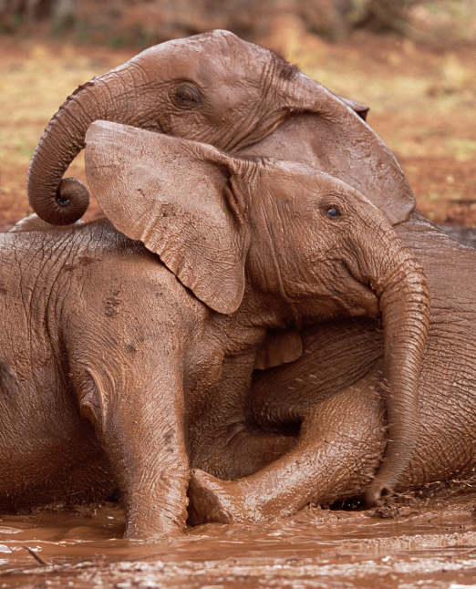 tri thức trong lòng bàn tay - bách khoa thiếu nhi - động vật (bìa cứng) (tái bản 2022) - Ảnh 12