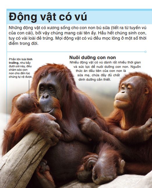 tri thức trong lòng bàn tay - bách khoa thiếu nhi - động vật (bìa cứng) (tái bản 2022) - Ảnh 14