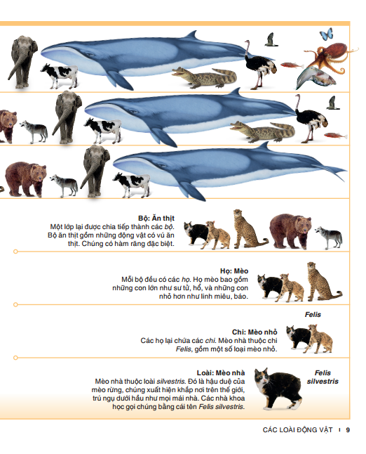 tri thức trong lòng bàn tay - bách khoa thiếu nhi - động vật (bìa cứng) (tái bản 2022) - Ảnh 7