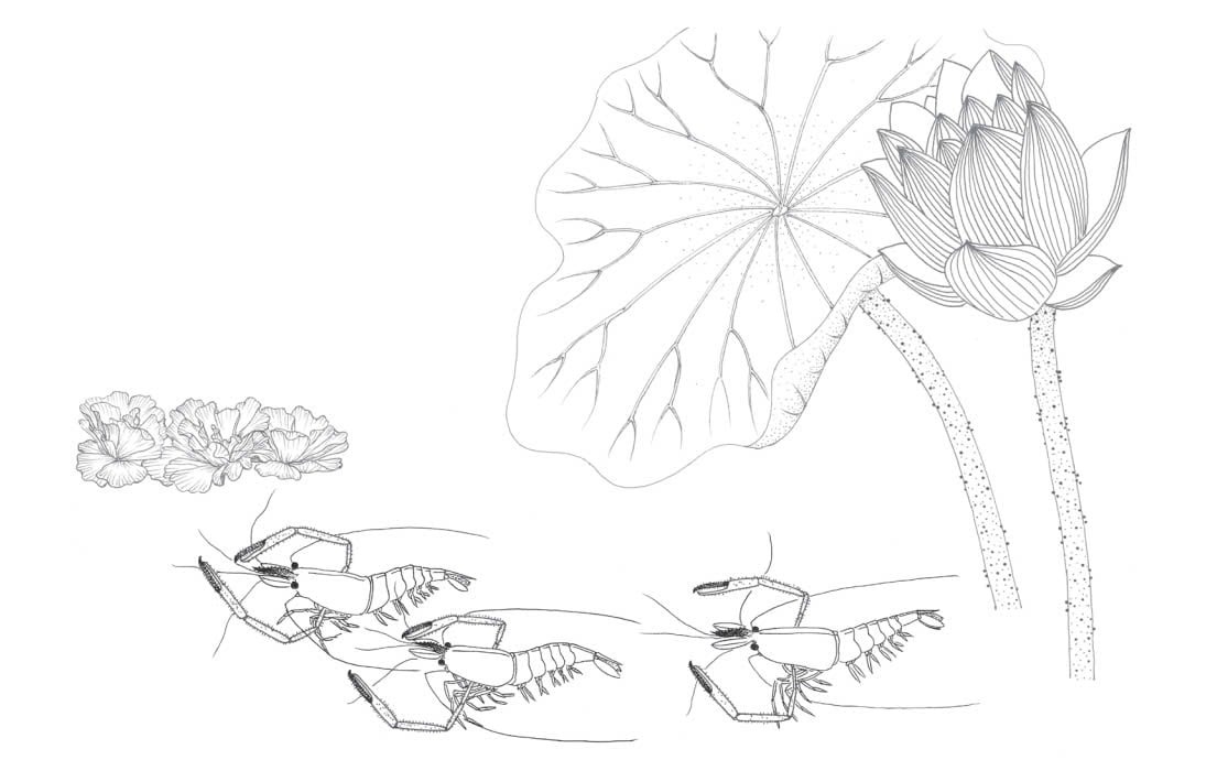 trong đầm gì đẹp bằng sen - sách tô màu - Ảnh 7