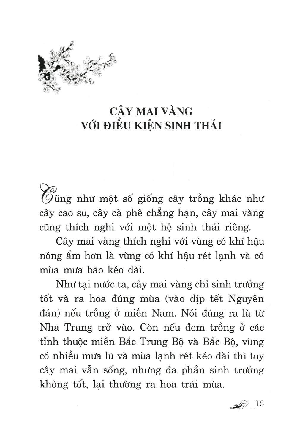 trồng mai - kỹ thuật bón tưới, phòng trừ sâu rầy, bệnh hại - Ảnh 4