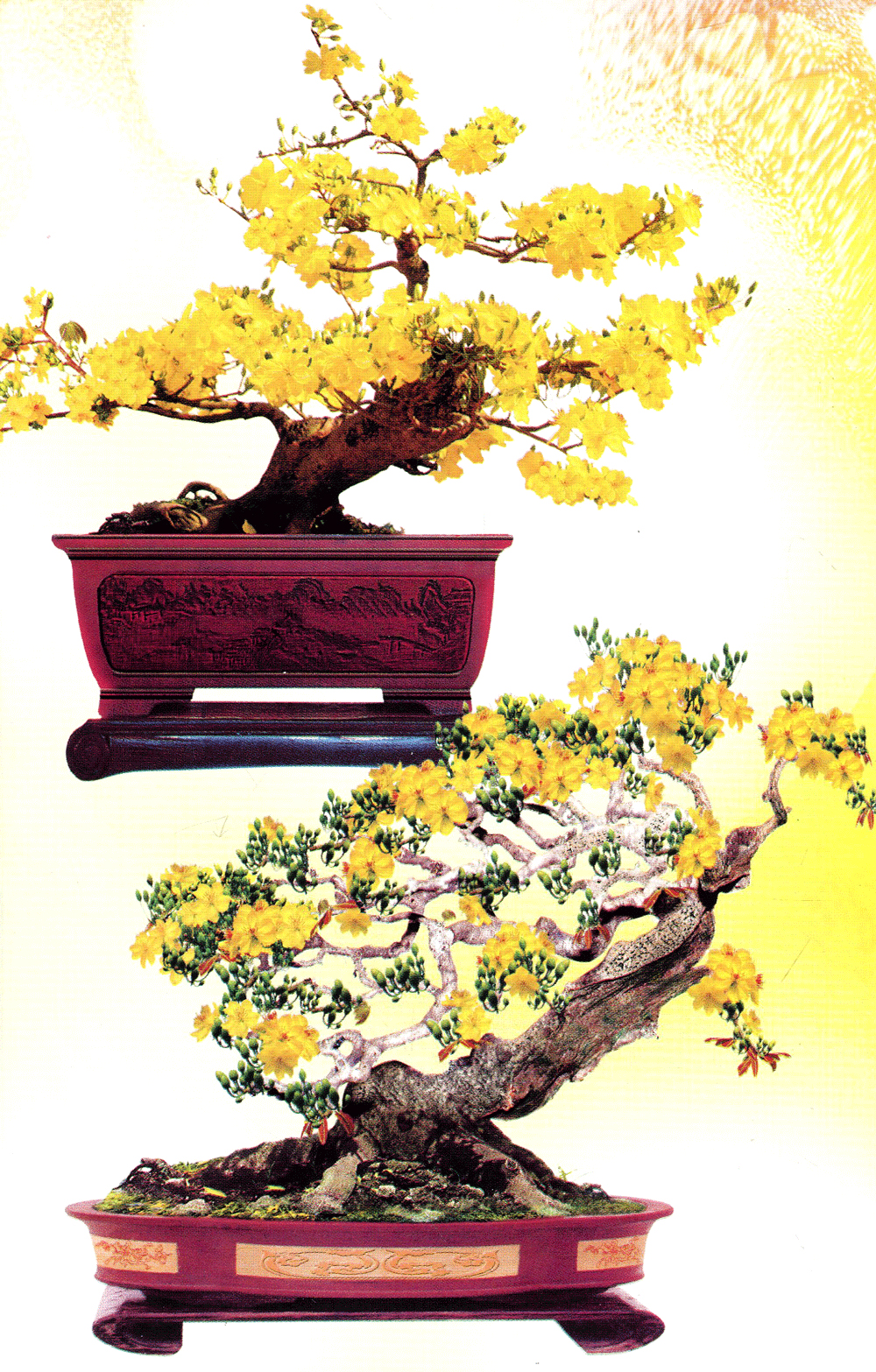 trồng mai - kỹ thuật bón tưới, phòng trừ sâu rầy, bệnh hại - Ảnh 6