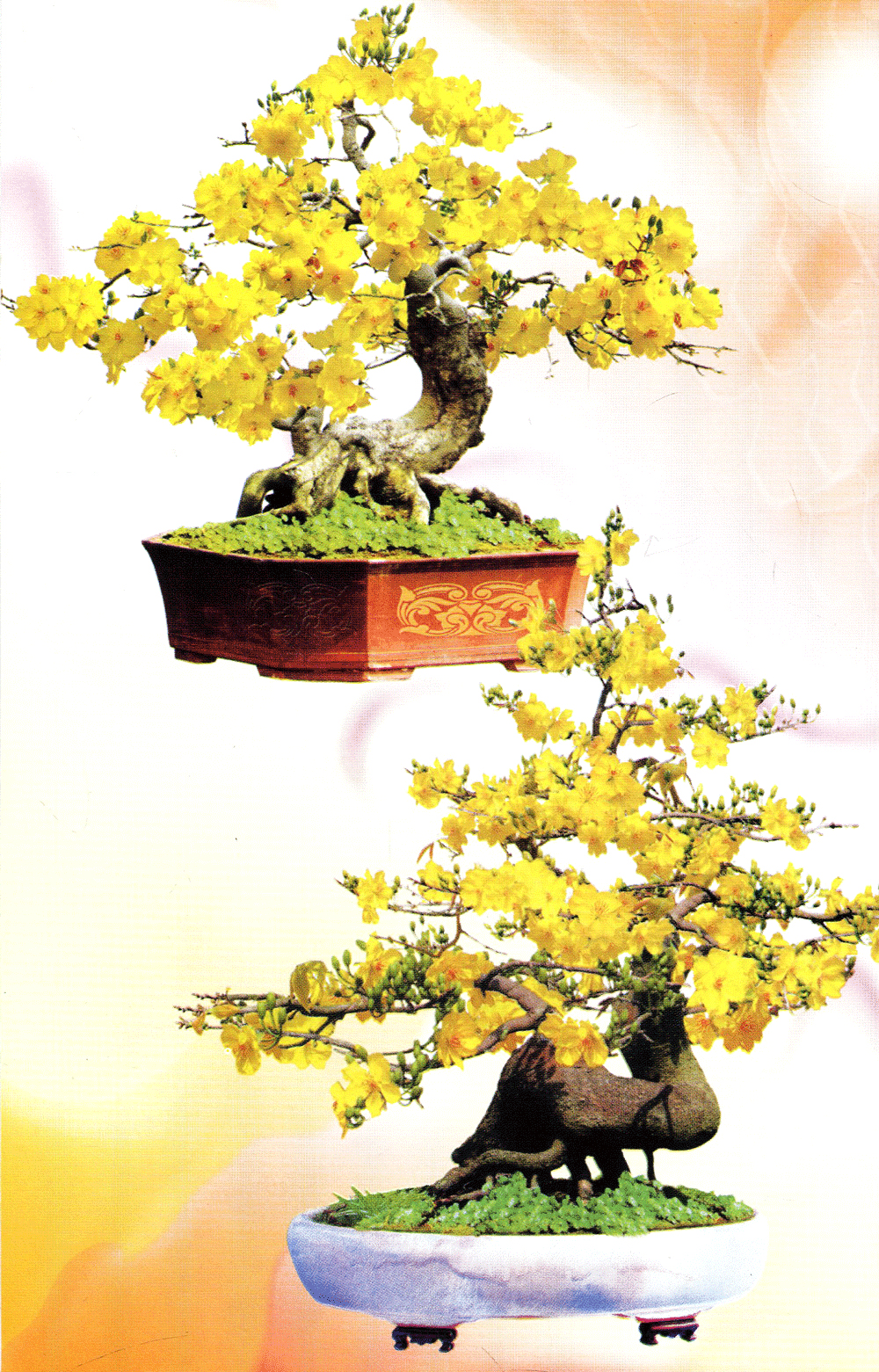 trồng mai - kỹ thuật bón tưới, phòng trừ sâu rầy, bệnh hại - Ảnh 7