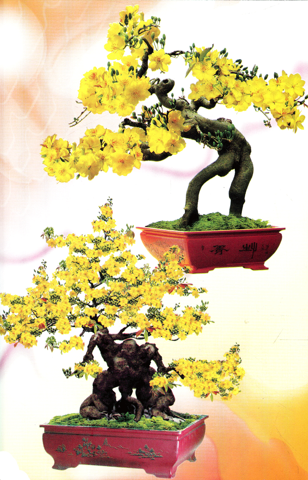 trồng mai - kỹ thuật bón tưới, phòng trừ sâu rầy, bệnh hại - Ảnh 8