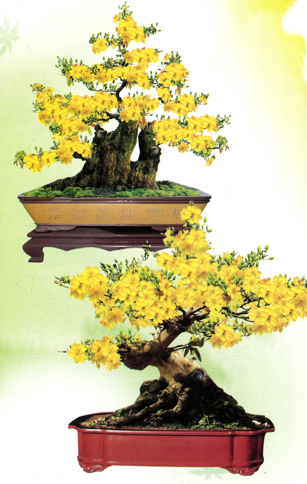 trồng mai - kỹ thuật bón tưới, phòng trừ sâu rầy, bệnh hại - Ảnh 9