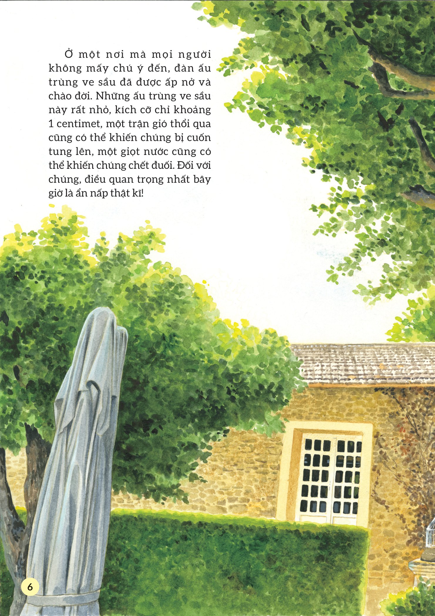 truyện tranh khoa học về các loài côn trùng - ca sĩ nhiệt tình - ve sầu - Ảnh 3