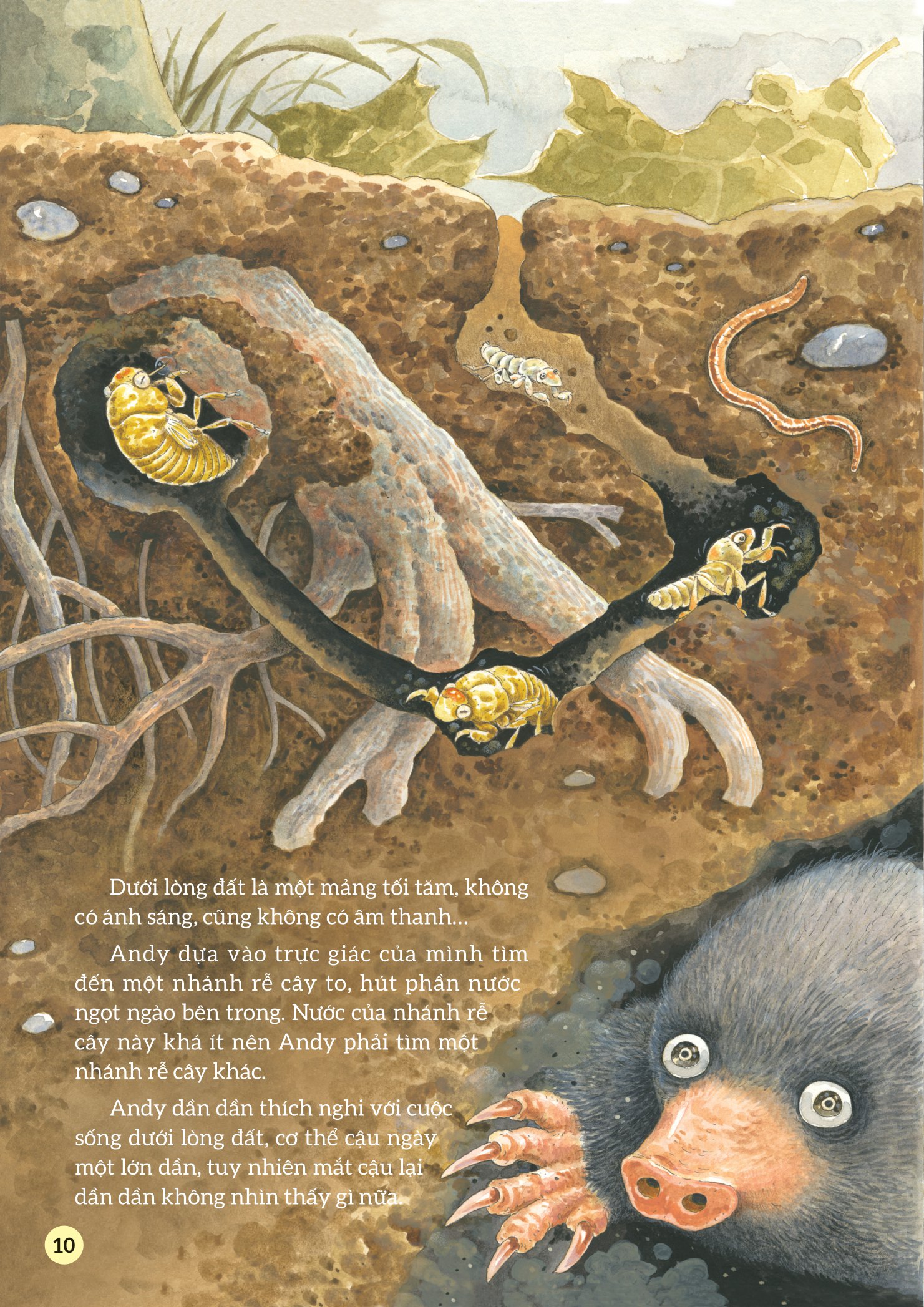 truyện tranh khoa học về các loài côn trùng - ca sĩ nhiệt tình - ve sầu - Ảnh 7