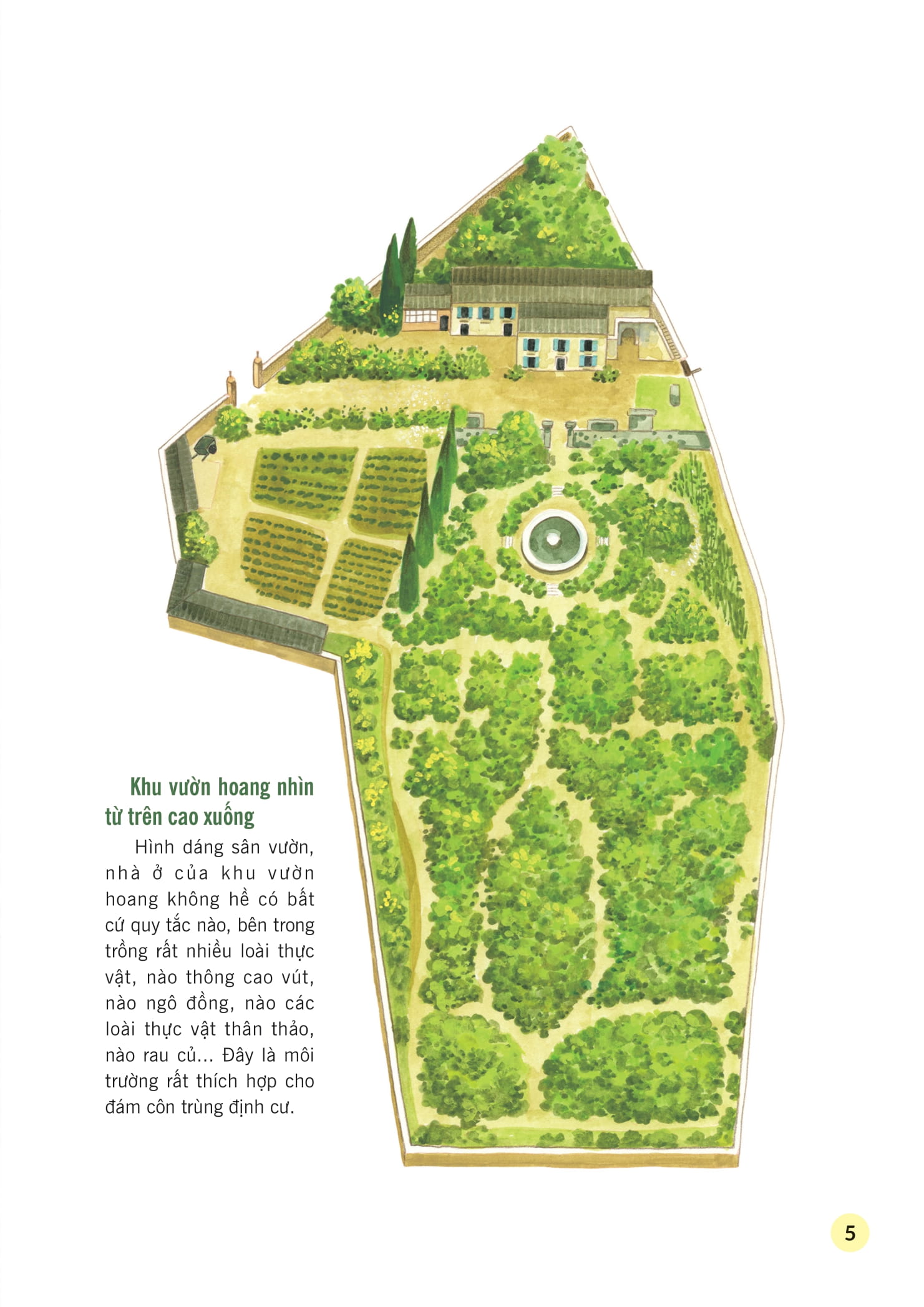 truyện tranh khoa học về các loài côn trùng - câu chuyện về bà villa nghiêm khắc - ong bắp cày - Ảnh 4