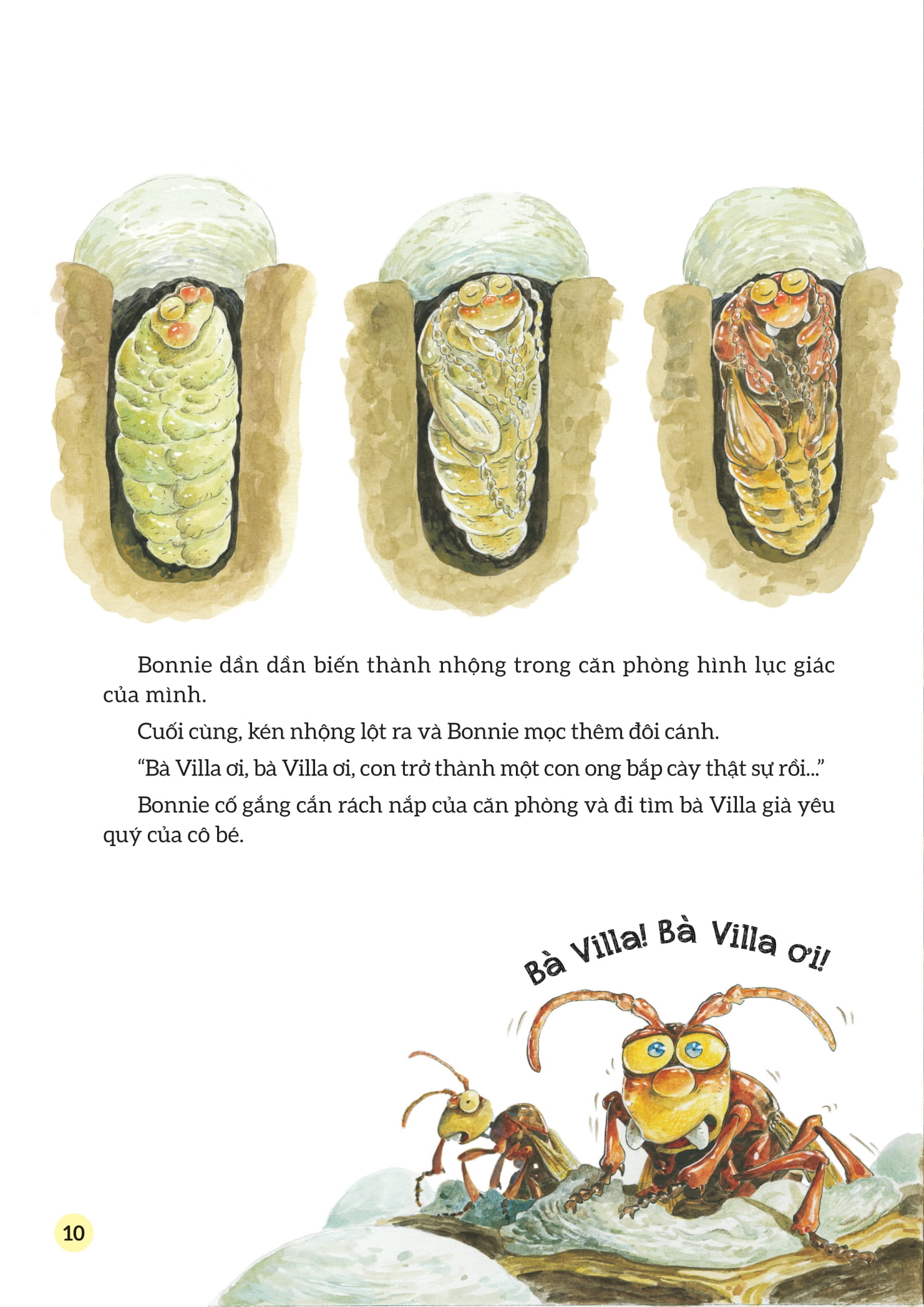 truyện tranh khoa học về các loài côn trùng - câu chuyện về bà villa nghiêm khắc - ong bắp cày - Ảnh 9