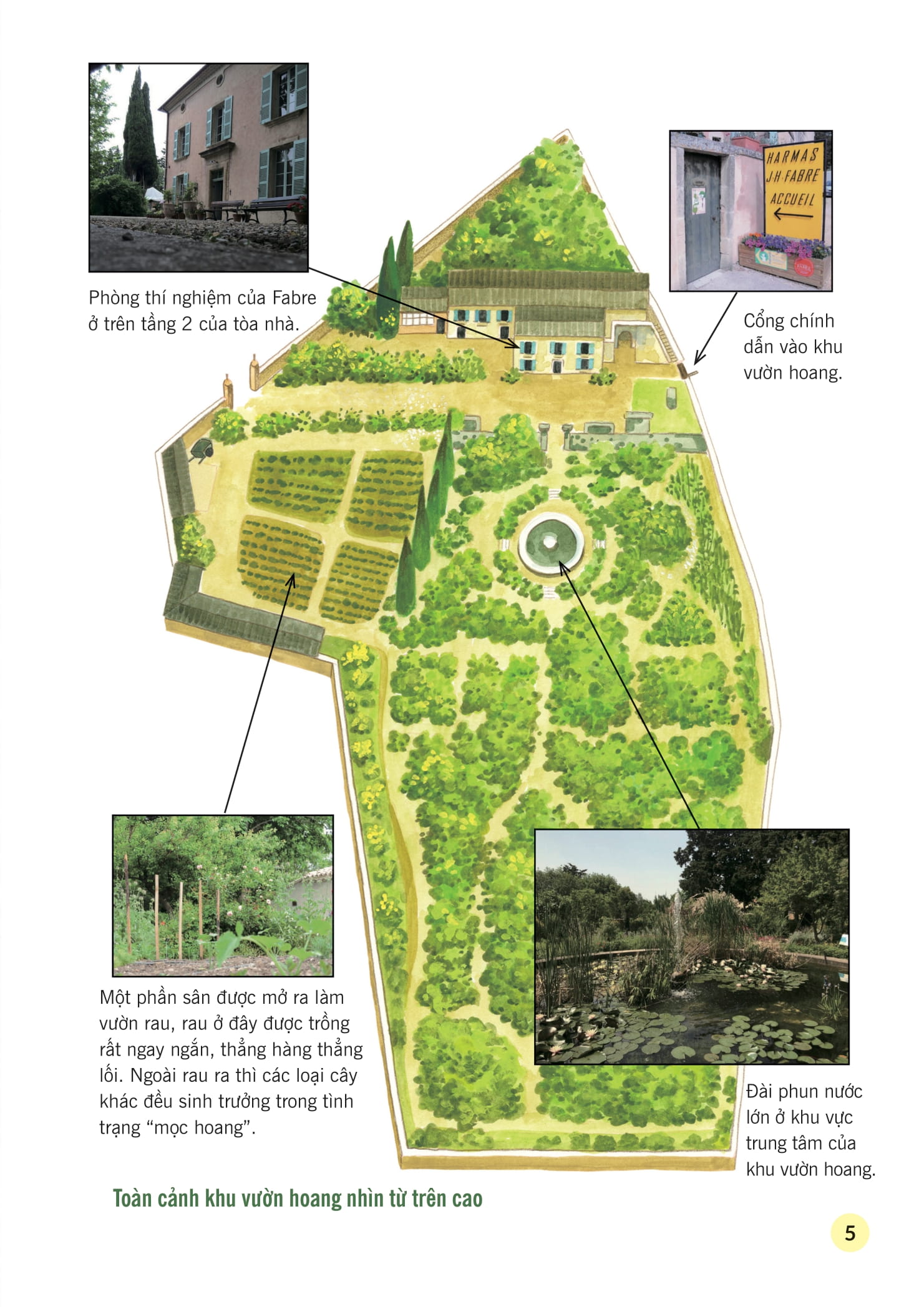 truyện tranh khoa học về các loài côn trùng - lính trinh sát dũng cảm - kiến polyergus - Ảnh 4