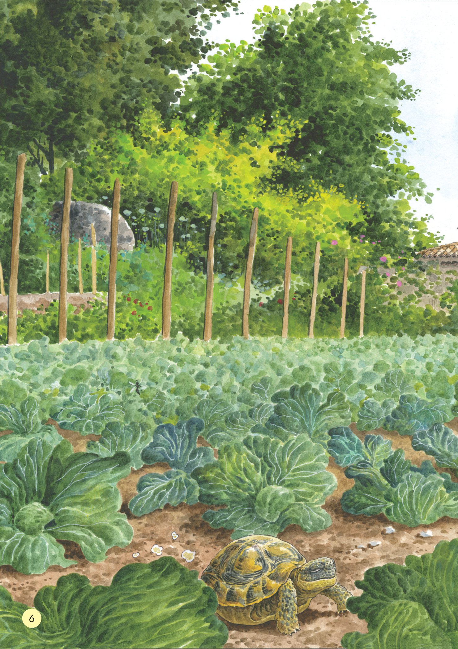 truyện tranh khoa học về các loài côn trùng - ngôi sao may mắn - sâu bắp cải - Ảnh 7